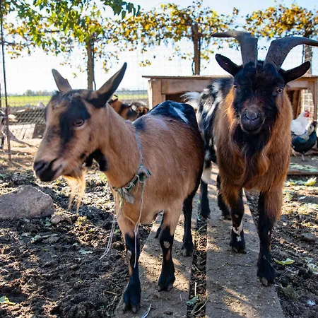 Saranto, Maison Du Charme - Nel Cuore Dell'emilia 3* Carpi