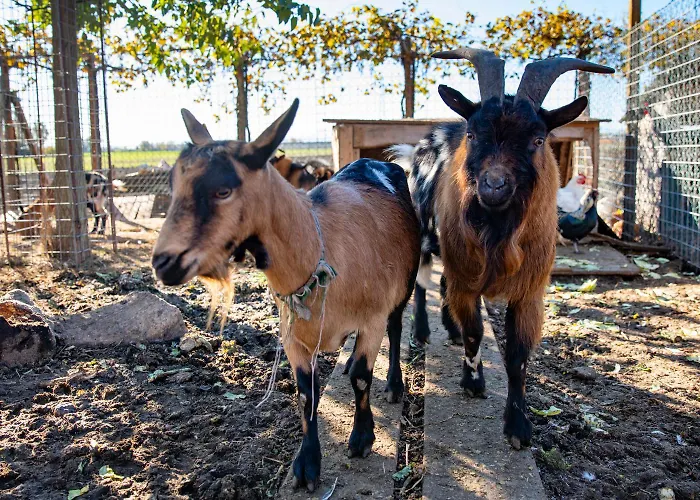 Saranto, Maison Du Charme - Nel Cuore Dell'emilia 3* كابري
